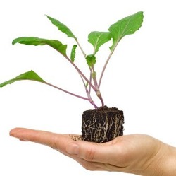 Den Torfeinsatz bei der Anzucht von Gem&uuml;sejungpflanzen halbieren