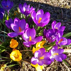 Der Garten im M&auml;rz 2023